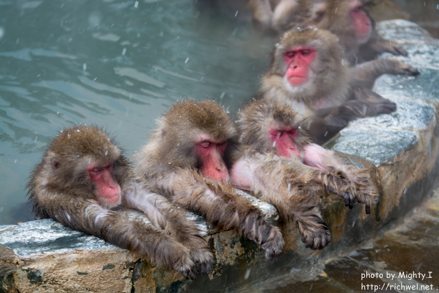 函館市熱帯植物園には、温泉好きの日本猿　サル