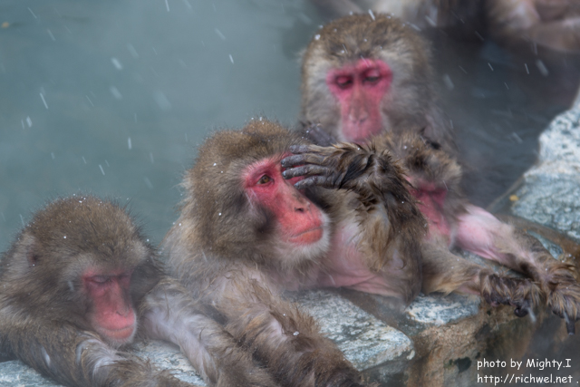 温泉　日本猿　函館