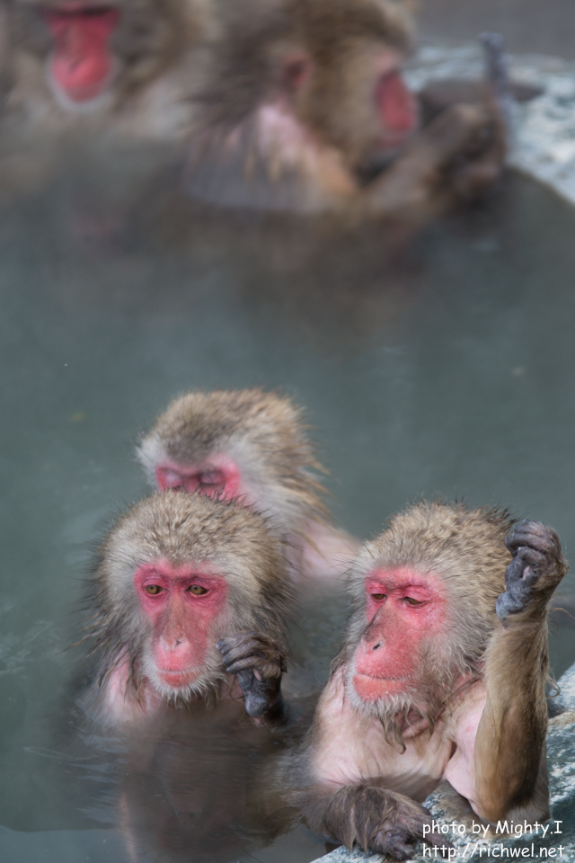 温泉　日本猿　函館