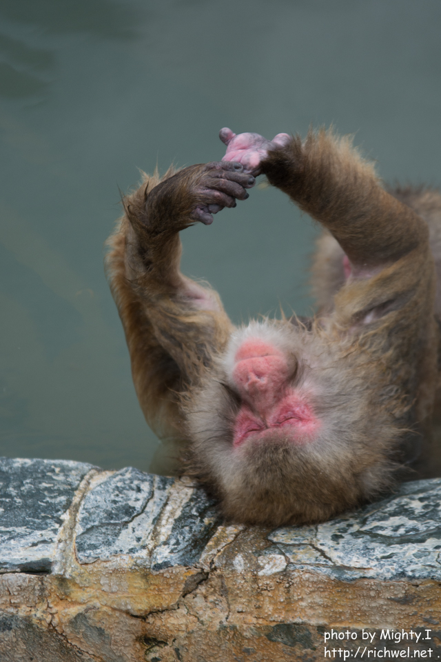 函館市熱帯植物園には、温泉好きの日本猿　サル