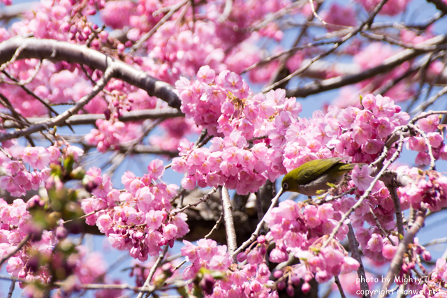 松前町の桜（さくら）　メジロ
