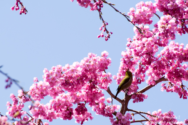 松前町の桜（さくら）　メジロ