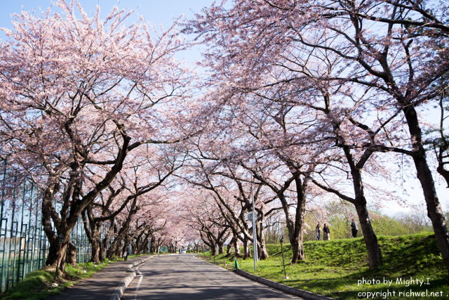 函館近郊　サクラスポット　北斗　桜回廊
