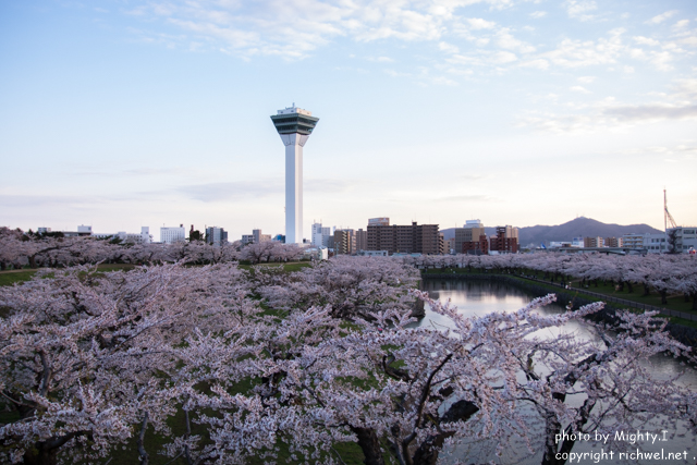 函館五稜郭　桜（さくら）　花見　五稜郭タワー