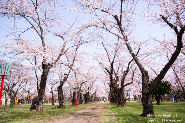 函館近郊の花見桜スポット　森町青葉ヶ丘公園のサクラ