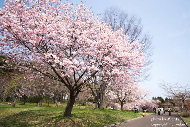 函館近郊の花見桜スポット　森町オニウシ公園