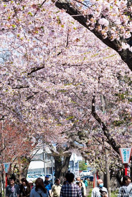 もりまち桜まつり　２０１６　歌謡ショーゲストは島谷ひとみ