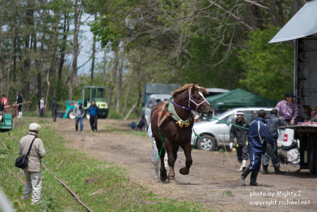 森町さくら祭り　ばん馬競技大会　２０１６