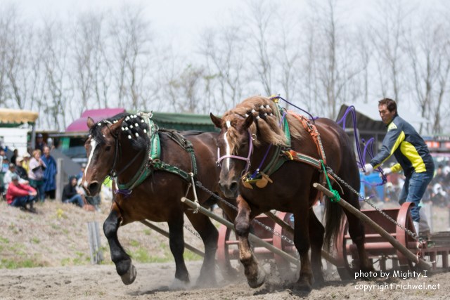 森町さくら祭り　ばん馬競技大会　２０１６