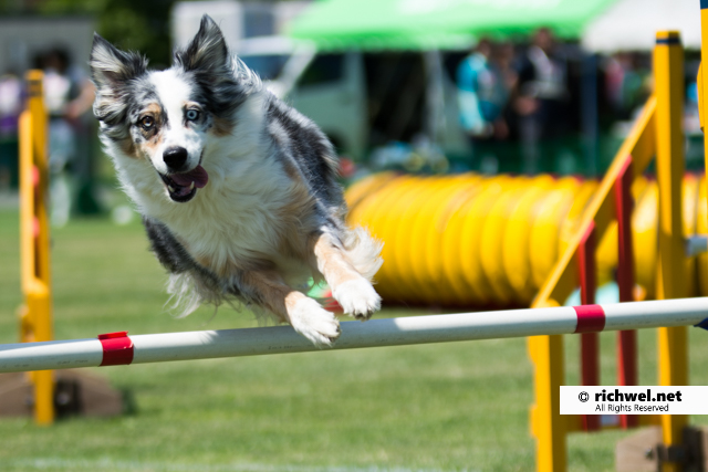 アジリティ競技観戦　恵庭　飛ぶ犬　フライング・ドック　飛行犬