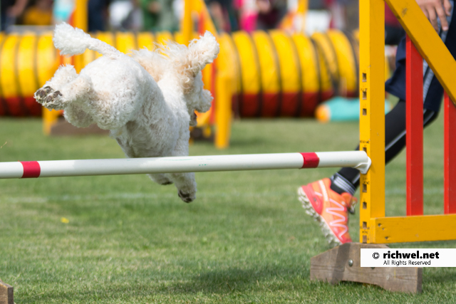 アジリティ競技観戦　恵庭　飛ぶ犬