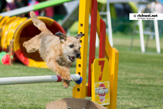 アジリティ競技観戦　恵庭　飛ぶ犬　飛行犬
