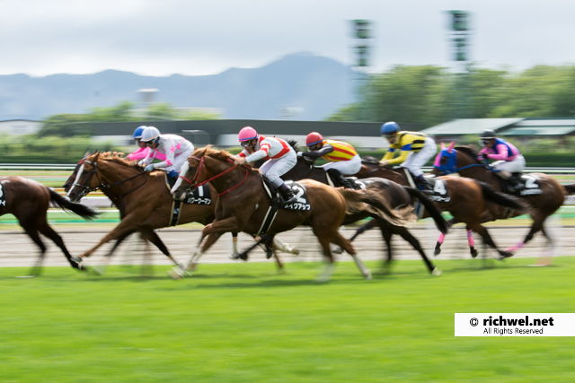 JRA函館競馬場で競走馬の撮影