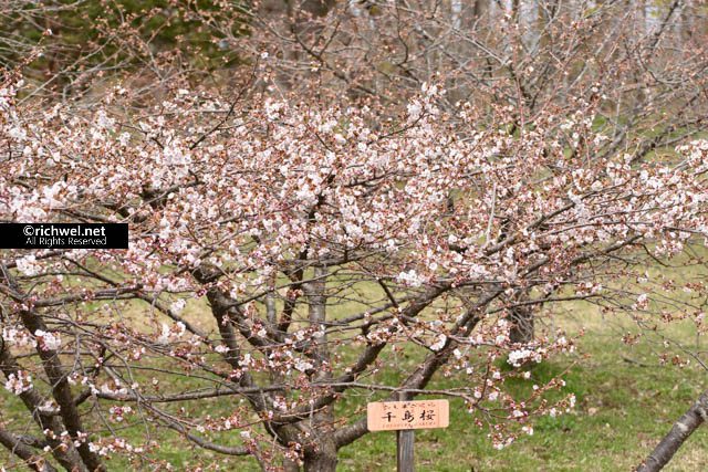 森町桜まつり 2017 イベントスケジュール
