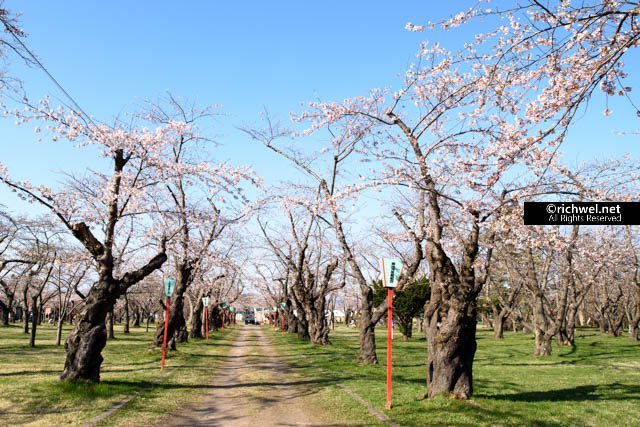 青葉ヶ丘公園　もりまち桜まつり