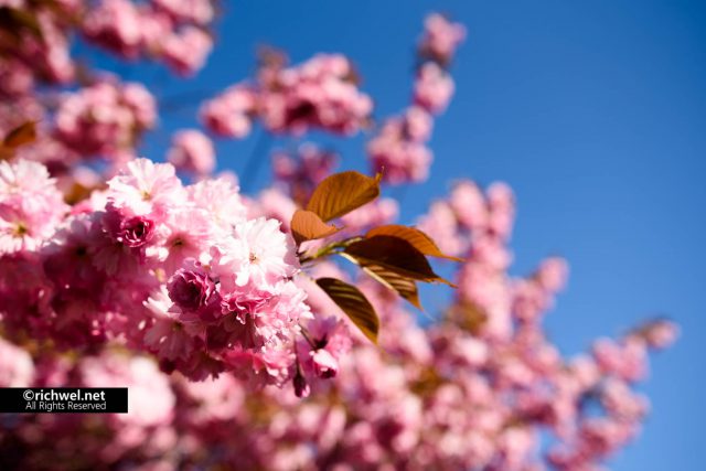 遅咲きの桜が楽しめる森町オニウシ公園