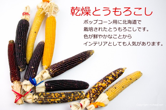 北海道産 乾燥とうもろこし ポップコーン用 インテリアとしても 新鮮産直ネット