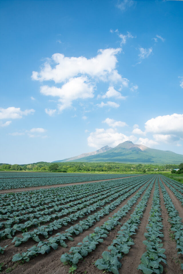 北海道産ブロッコリ